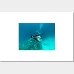 surgeonfish in the reef Posters and Art